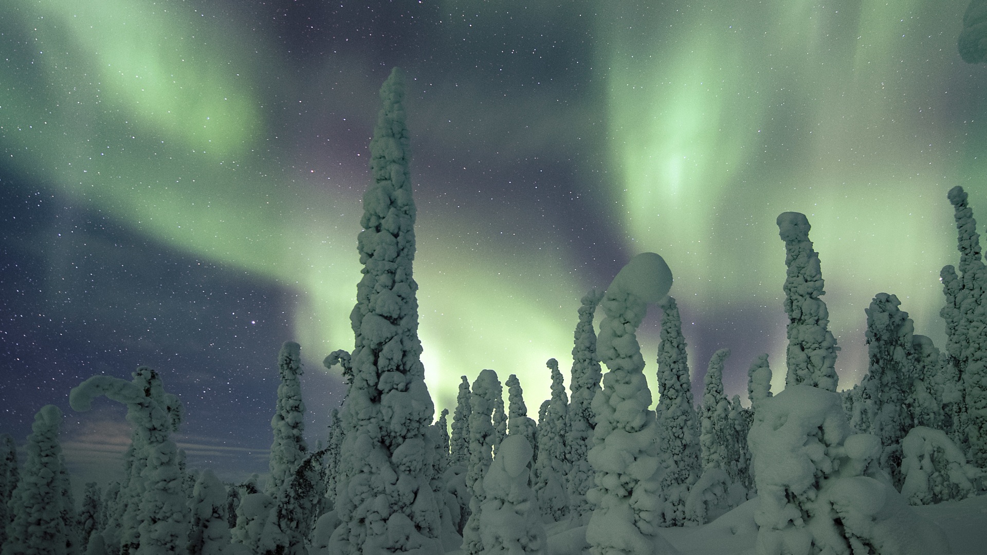 Verschneite Bäume im Polarlicht